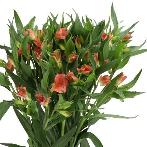 ALSTROEMERIA FLORINCA CHARMELIA APRICOT