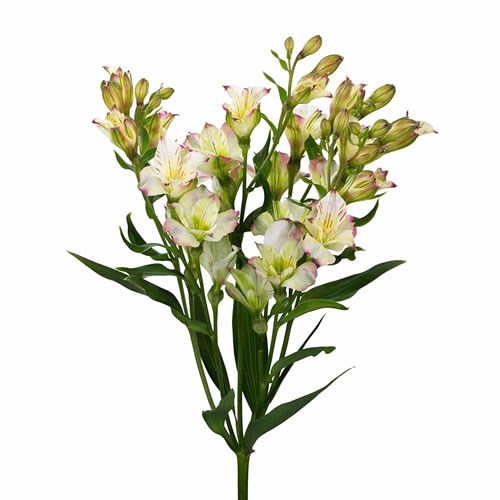 ALSTROEMERIA FLORINCA LOLEA
