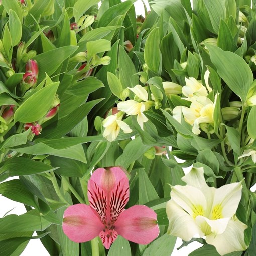 ALSTROEMERIA FLORINCA MIX
