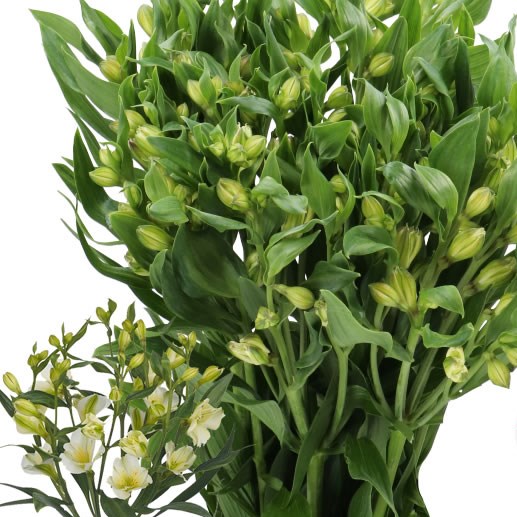 ALSTROEMERIA FLORINCA PINOT