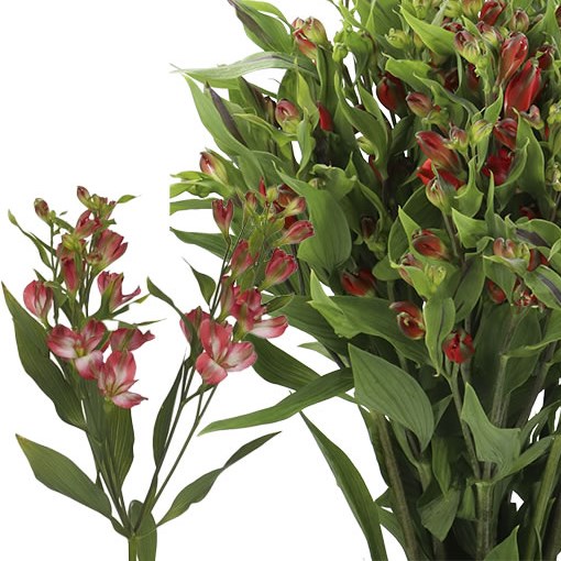 ALSTROEMERIA FLORINCA TINTO