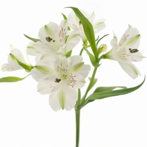 ALSTROEMERIA FREEZE