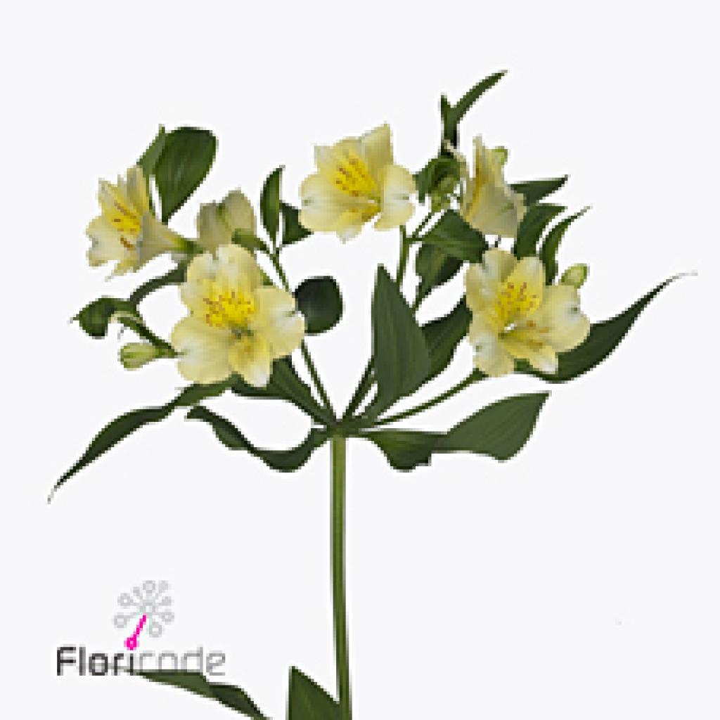 ALSTROEMERIA GIGI CREAM
