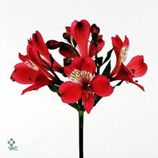 ALSTROEMERIA GRANADA