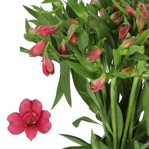ALSTROEMERIA HEARTBREAKER