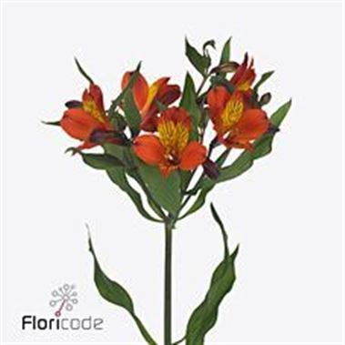 ALSTROEMERIA HIPHOP