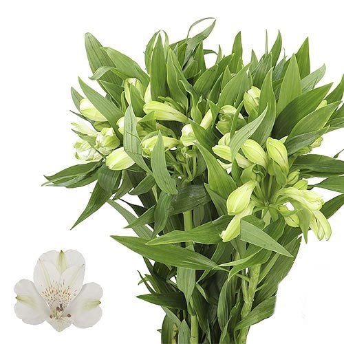 ALSTROEMERIA ICY MIST