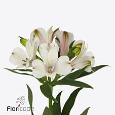 ALSTROEMERIA JENNIFER