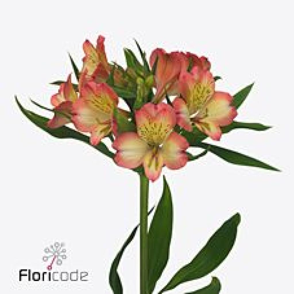 ALSTROEMERIA KUROSAWA