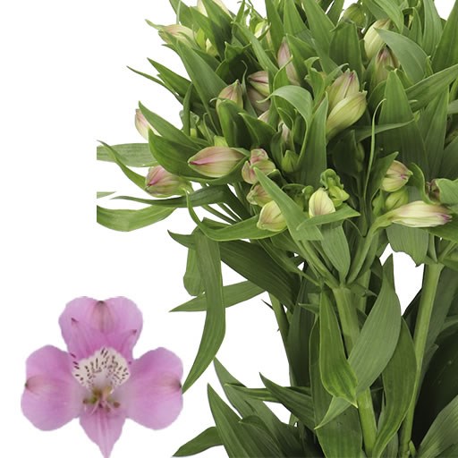 ALSTROEMERIA LAYLA