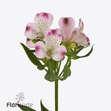 ALSTROEMERIA LORRAINE