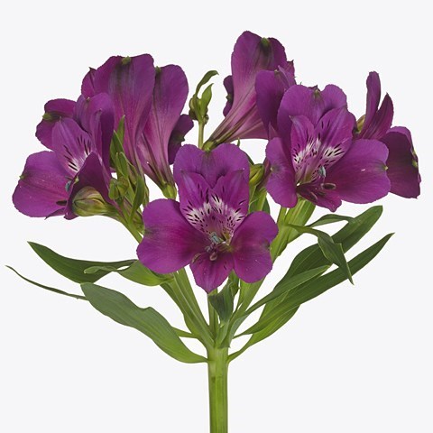 ALSTROEMERIA MARACANA
