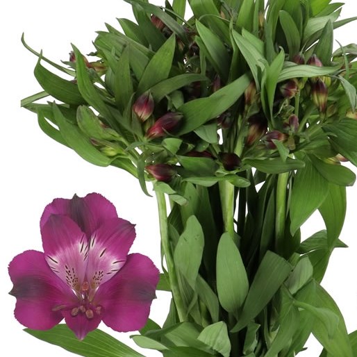 ALSTROEMERIA MORADO