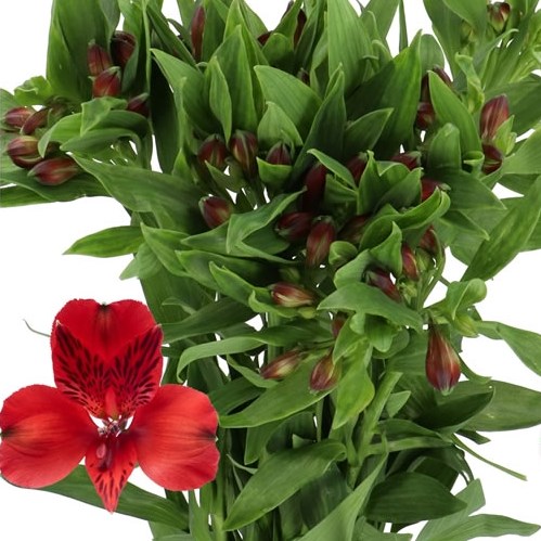 ALSTROEMERIA NADYA