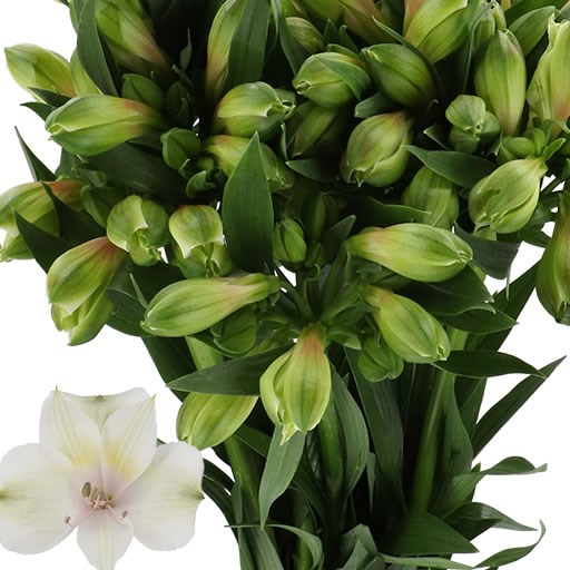 ALSTROEMERIA PERNILLIA