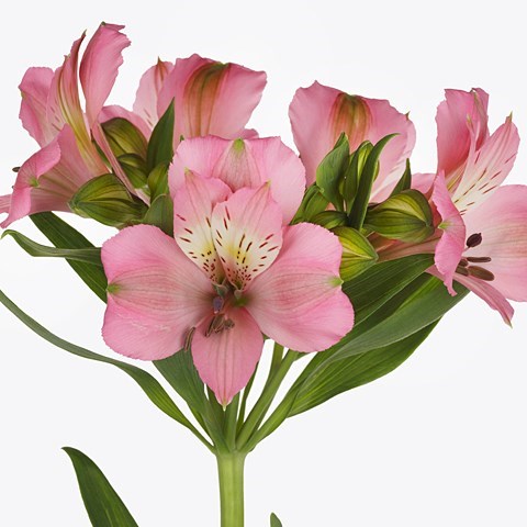 ALSTROEMERIA POSH PINK