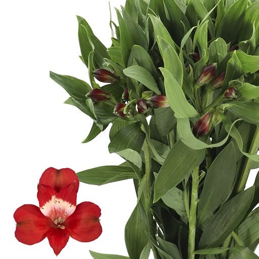 ALSTROEMERIA ROCKSTAR