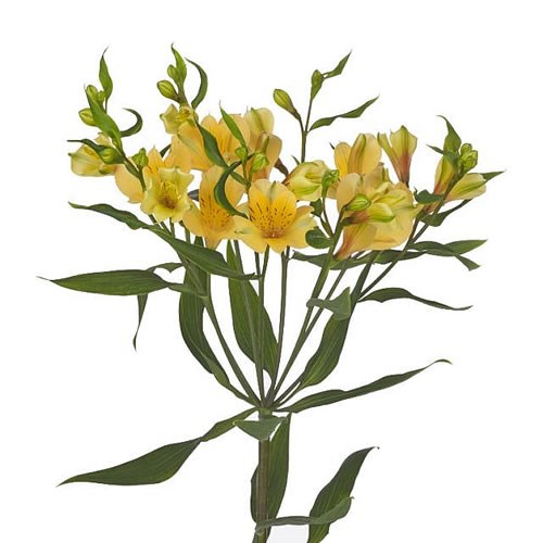 ALSTROEMERIA SOLA