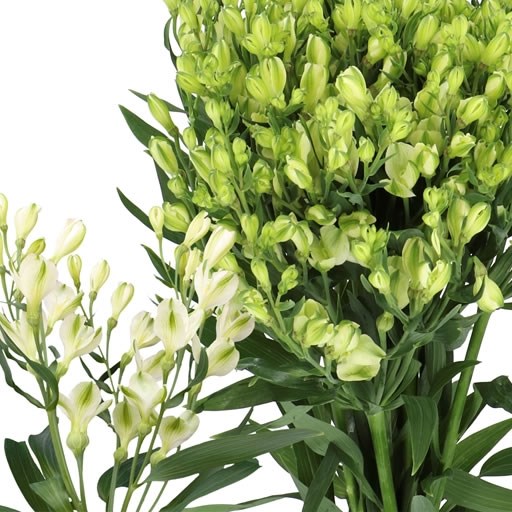 ALSTROEMERIA WHITE PEARLS