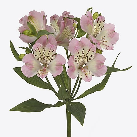 ALSTROEMERIA WONDER SWEET