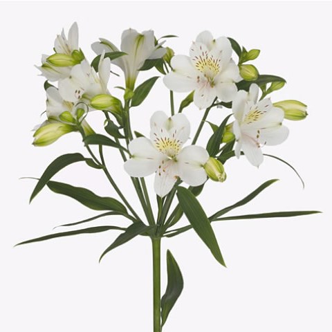 ALSTROEMERIA ZEMBLA