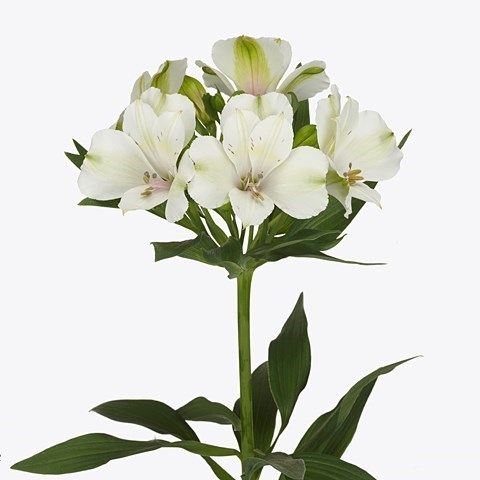 ALSTROEMERIA ZEPPELIN