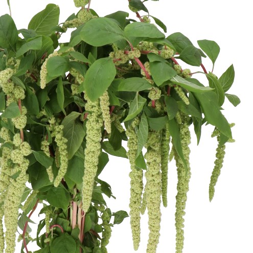 AMARANTHUS CAUDATUS GREEN CORD