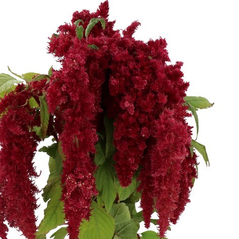 AMARANTHUS CAUDATUS RED SPIDER