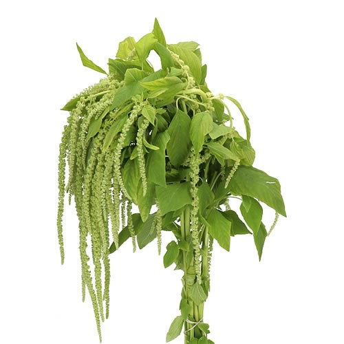 AMARANTHUS CAUDATUS RIHAM