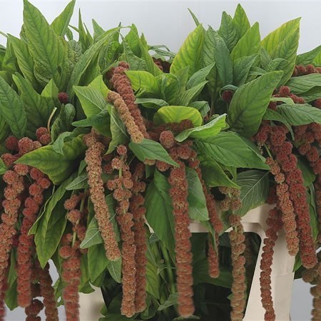 AMARANTHUS CORAL FOUNTAIN