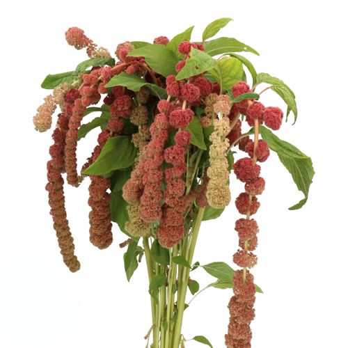 AMARANTHUS CORAL FOUNTAIN
