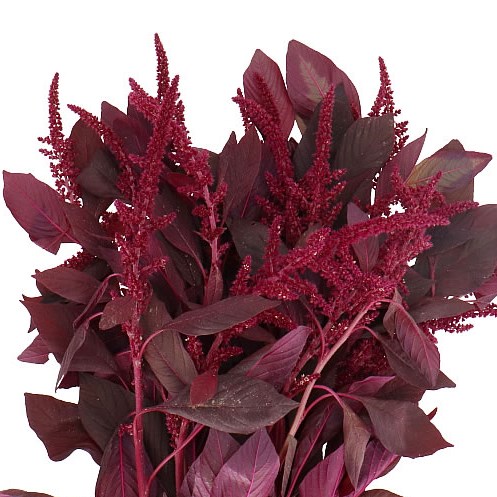 AMARANTHUS CRUEN VELVET