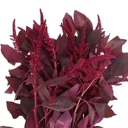 AMARANTHUS CRUEN VELVET