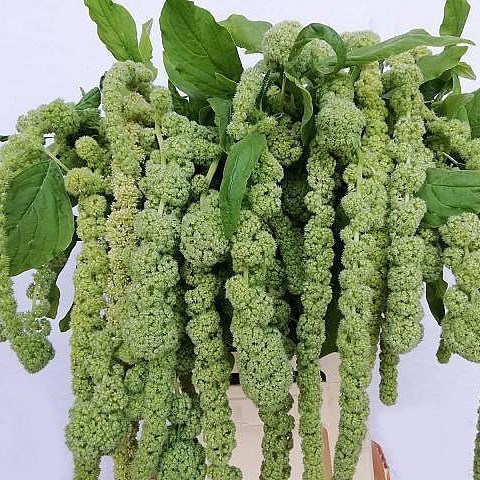 Amaranthus Green Hanging 80cm | Wholesale Dutch Flowers & Florist ...