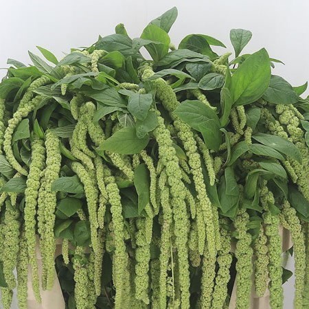 AMARANTHUS GREEN HANGING