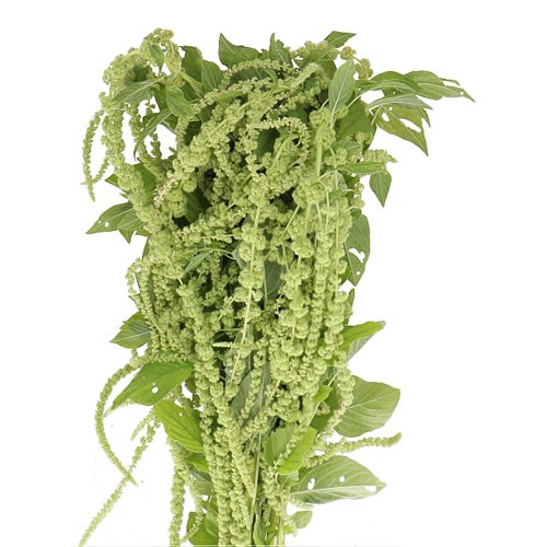 AMARANTHUS GREEN PEARLS