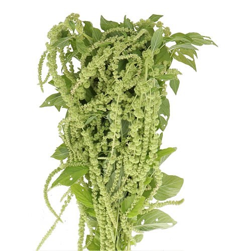AMARANTHUS GREEN PEARLS