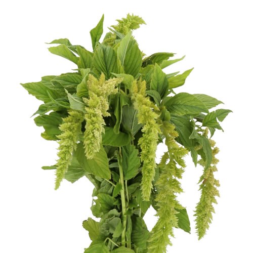 AMARANTHUS GREEN SPIDER