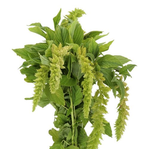 AMARANTHUS GREEN SPIDER