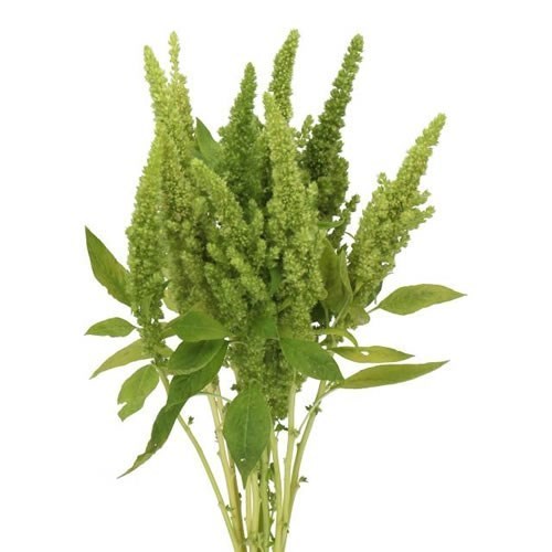 AMARANTHUS GREEN THUMB