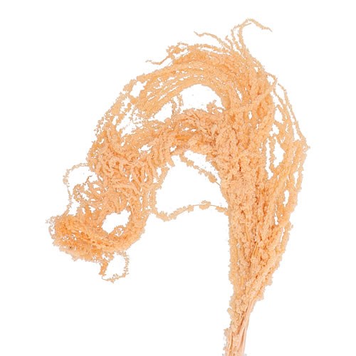 AMARANTHUS HANGING L PEACH PRESERVED