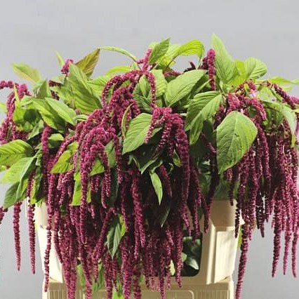 AMARANTHUS HANGING RED