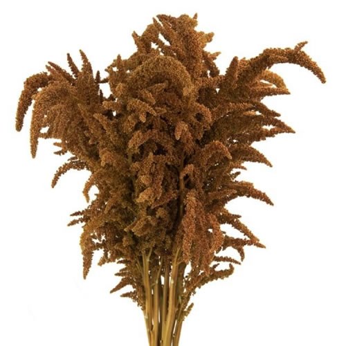 AMARANTHUS HOT BISCUITS