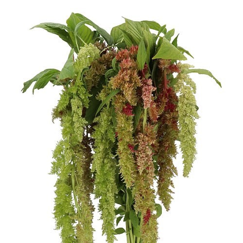 AMARANTHUS MAGIC SPIDER