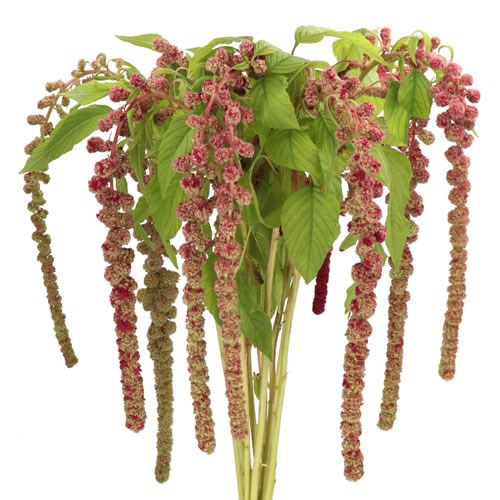 AMARANTHUS MIRA