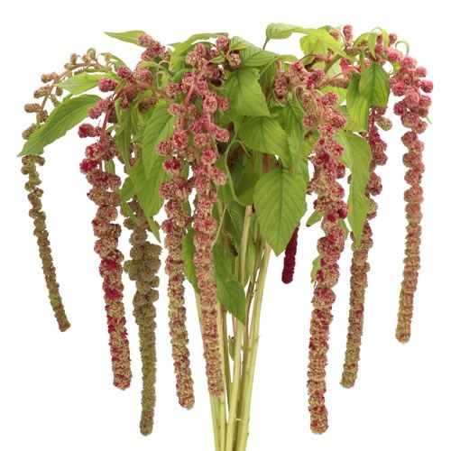 AMARANTHUS MIRA