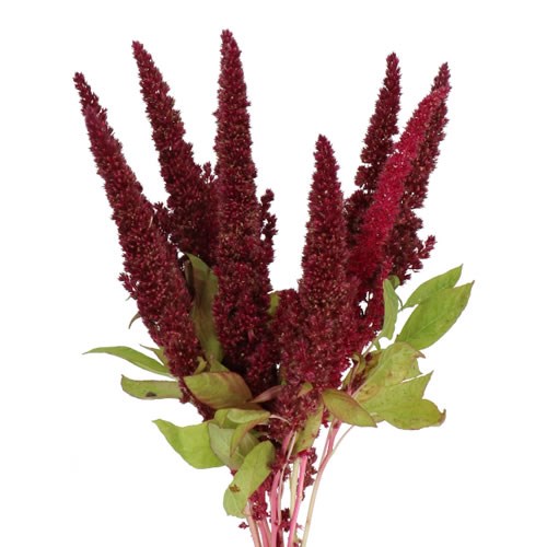 AMARANTHUS PYGMY TORCH