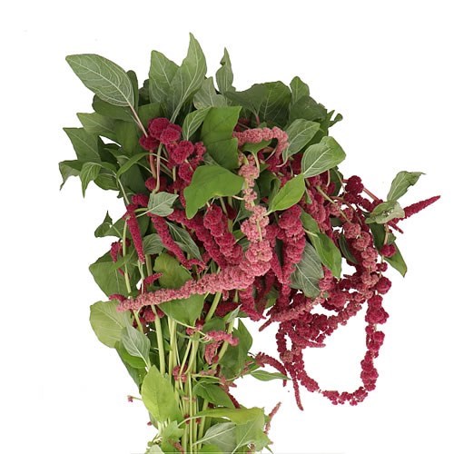 AMARANTHUS RED CORD