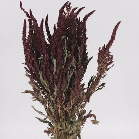 AMARANTHUS RED (DRIED)