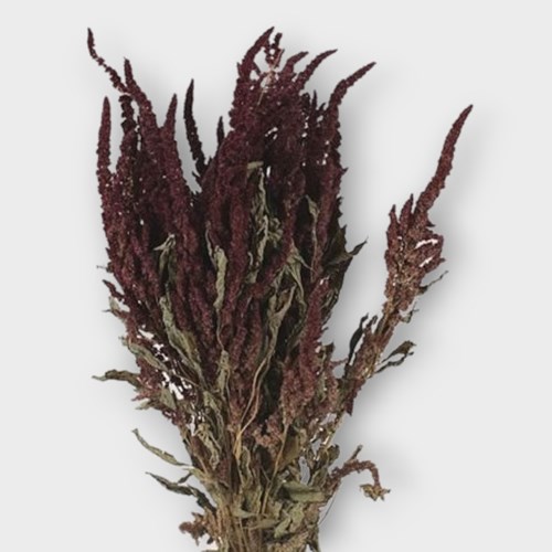 AMARANTHUS RED (DRIED)